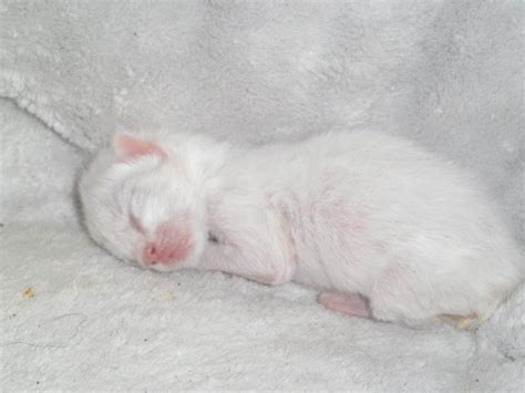 How do I know if my newborn kitten is healthy?