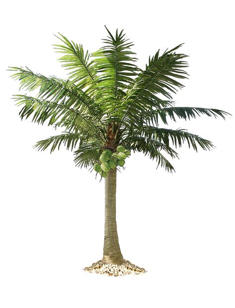 What are the warning signs for palm trees?