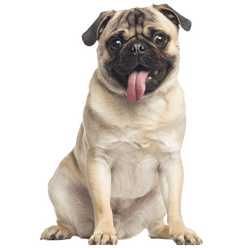 What are the four types of a Pug?