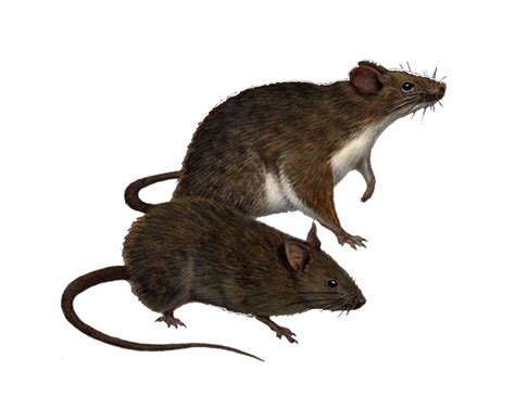How do rats show depression?