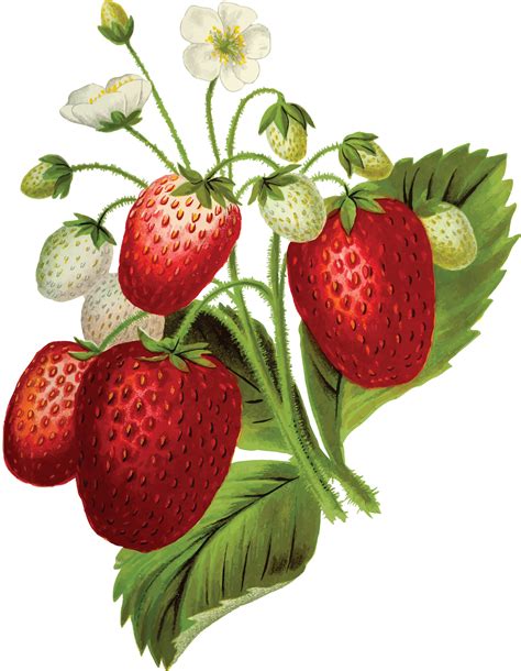 What does overwatered strawberries look like?