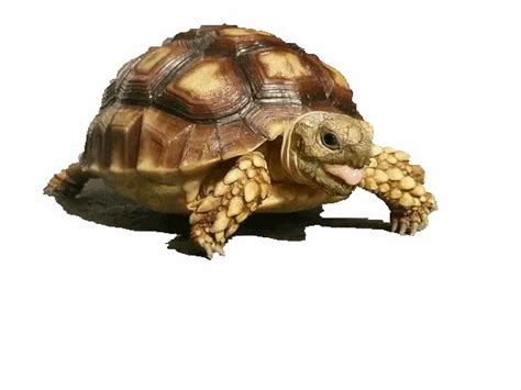 What are the signs of a sick tortoise?