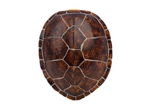 How do I know if my tortoise has shell rot?
