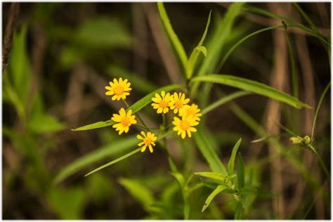 Can ragwort be absorbed through the skin?