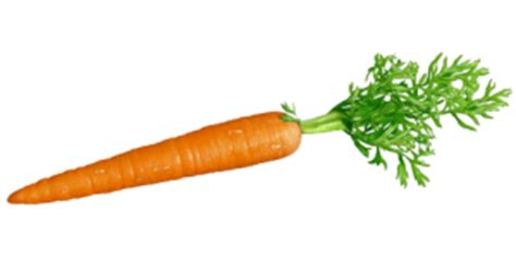 Are radish and carrot homologous?