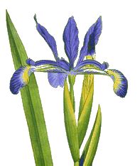 Is Miracle Grow good for iris?