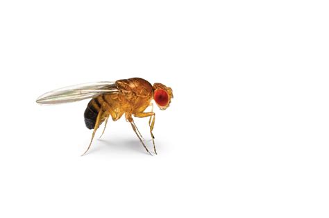 Why Are Fruit Flies So Annoying? - Rewrite The Rules