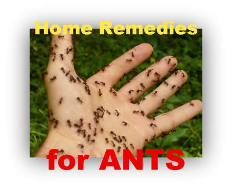 Why Do Ants Smell Like Chemicals When You Kill Them Rewrite The Rules   Why Do Ants Smell Like Chemicals When You Kill Them 