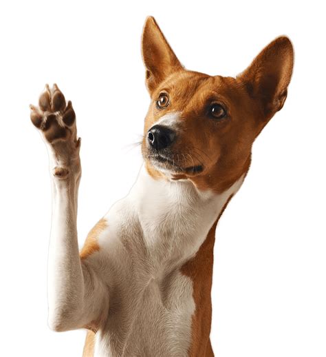 Why Do Dogs Bend Their Paws? - Rewrite The Rules