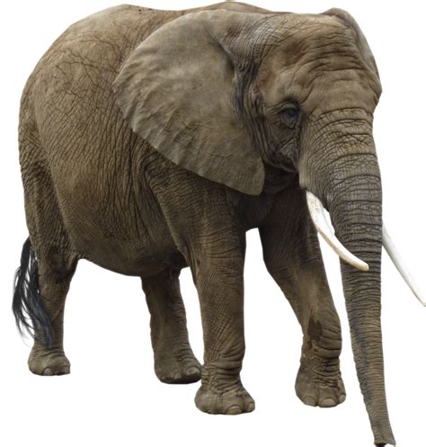 Why Do Elephants Have Pointy Tails? - Rewrite The Rules