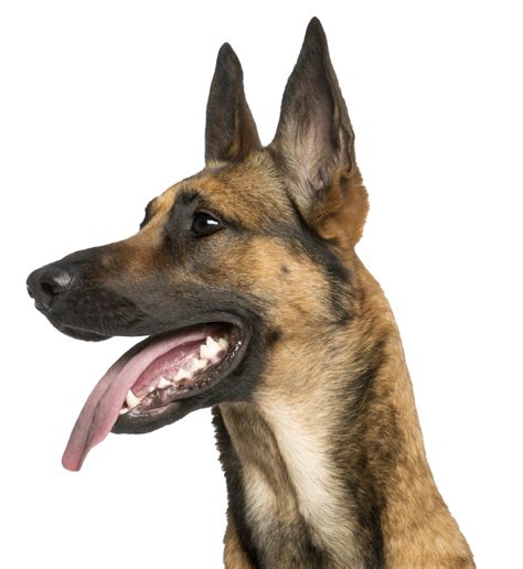 Why Do German Shepherds Have Moles? - Rewrite The Rules