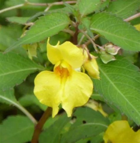 Why Do Impatiens Leaves Turn Yellow? - Rewrite The Rules