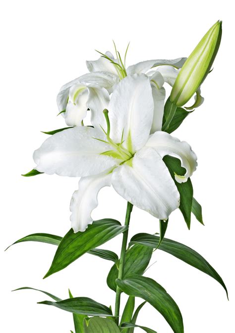 Why Do Lilies Smell So Bad? - Rewrite The Rules