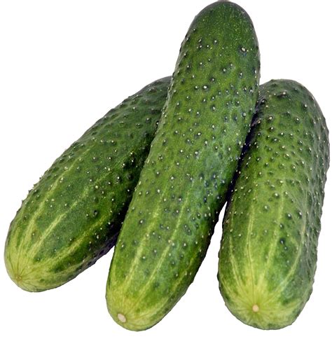 Why Do My Cucumbers Have Spikes? - Rewrite The Rules