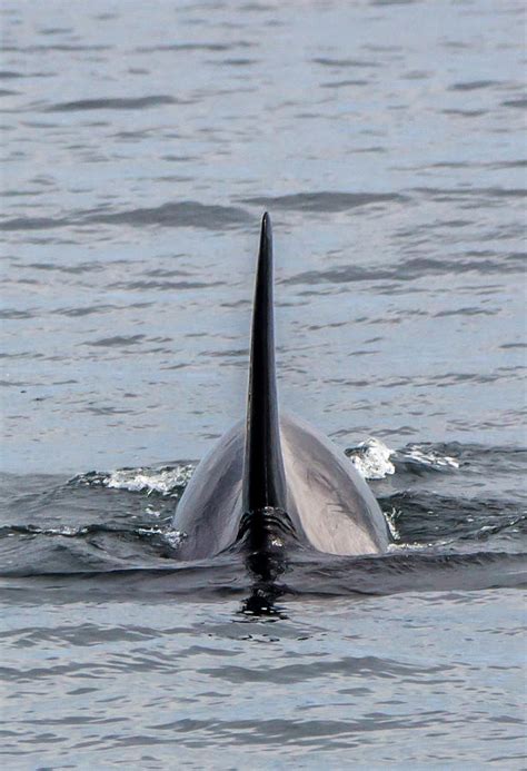 Why Do Orcas Dorsal Fins Bend? - Rewrite The Rules