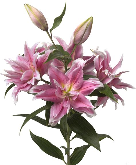 Why Do Stargazer Lilies Smell Bad? - Rewrite The Rules