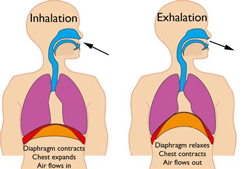 Why I Choose Respiratory Therapy Essay? - Rewrite The Rules