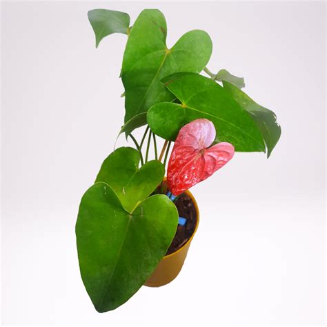 Why Is My Anthurium Not Flowering? - Rewrite The Rules