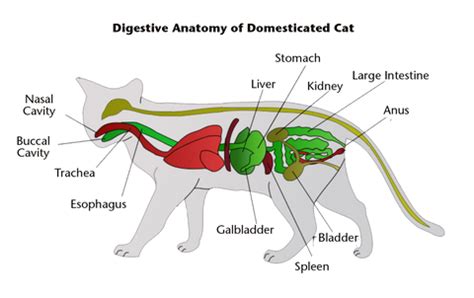 Why Is My Cat Stomach Still Big After Giving Birth? - Rewrite The Rules