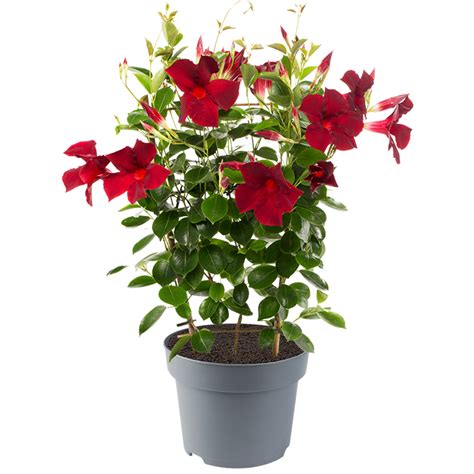 Why Is My Mandevilla Not Blooming? - Rewrite The Rules