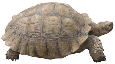 Why Is My Tortoise Pooping White? - Rewrite The Rules