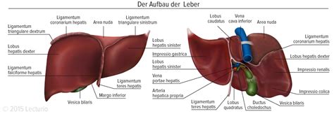 Why Is The Liver The Largest Organ In A Rat? - Rewrite The Rules